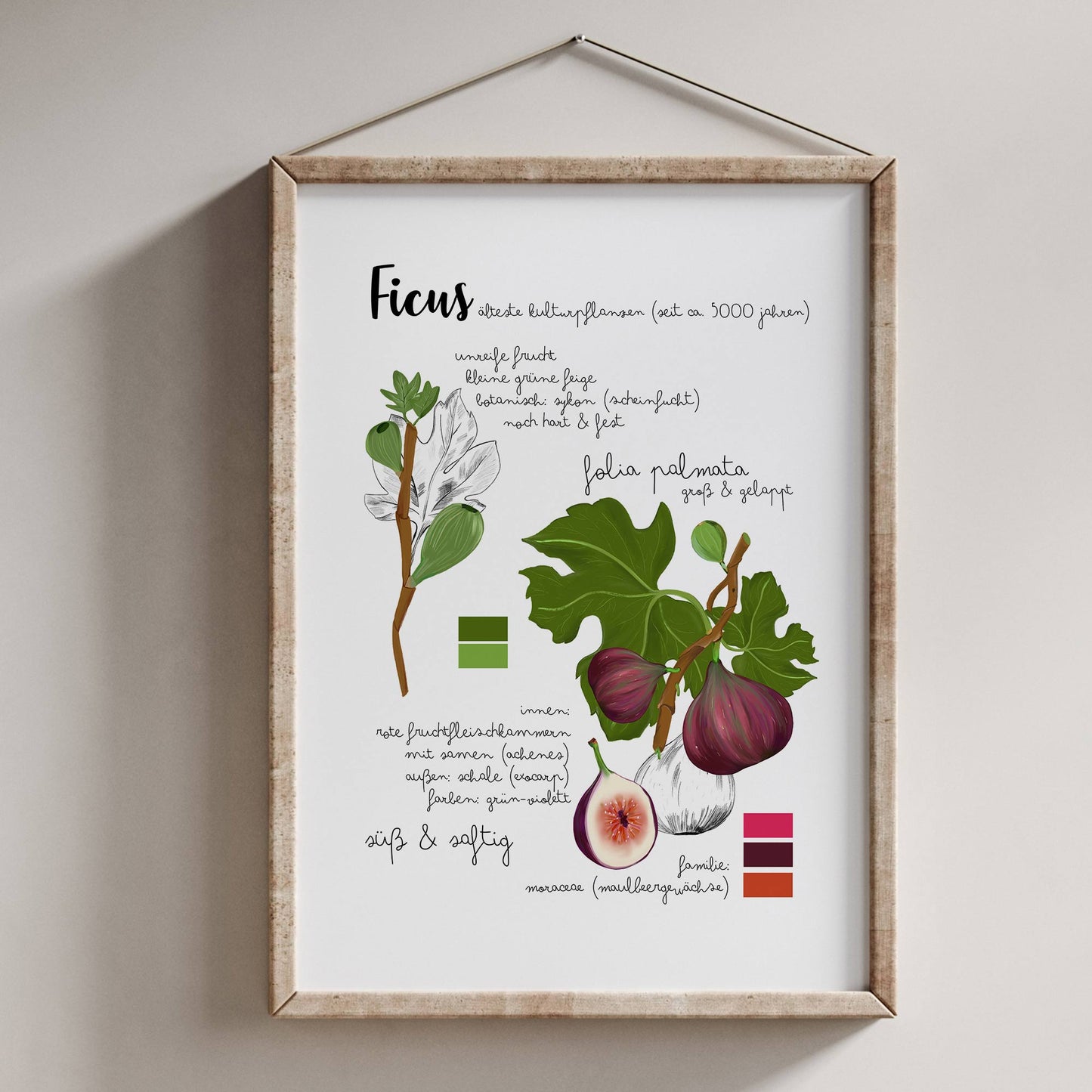 Botanisches Poster Feige Pflanze – Vintage Illustration | Natur Motiv für Wohnzimmer & Küche