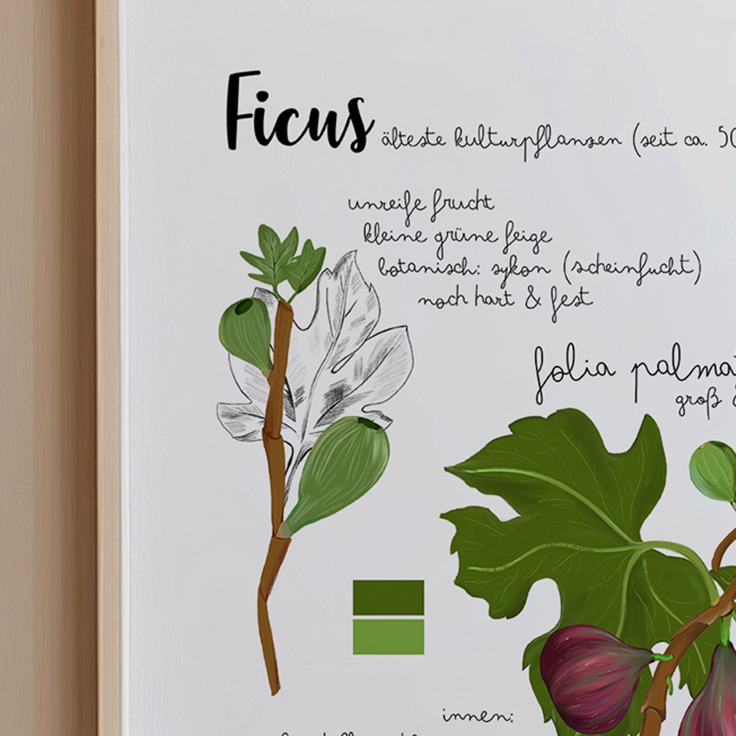 Botanisches Poster Feige Pflanze – Vintage Illustration | Natur Motiv für Wohnzimmer & Küche