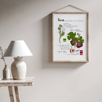 Botanisches Poster Feige Pflanze – Vintage Illustration | Natur Motiv für Wohnzimmer & Küche